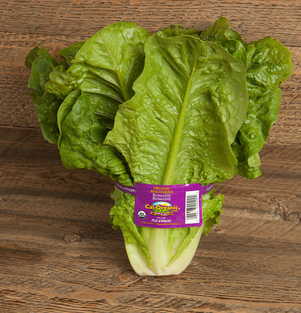 Green Romaine Lettuce Cal Organic Farms