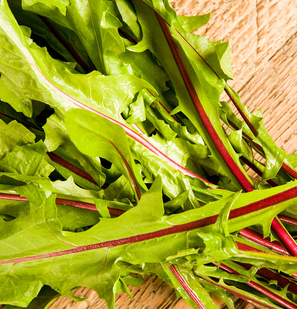 Dandelion Greens